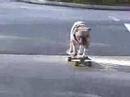 Hond op Skateboard