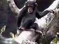Een vies chimpansee
